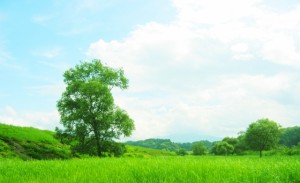 jibunnoki